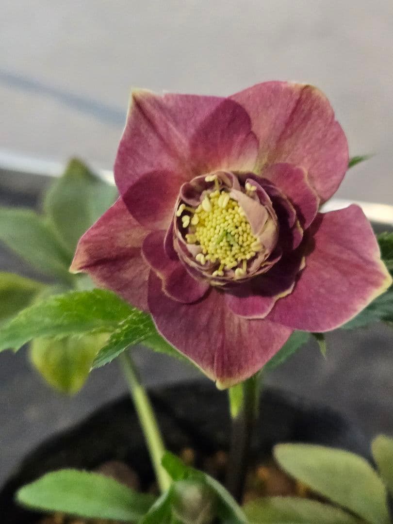 ☆クリスマスローズ☆セミダブル☆5号ポット☆